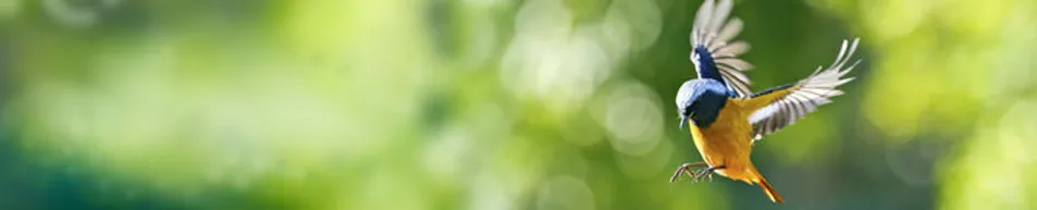 Feather Friendly Banner Feather Friendly Banner
