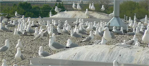 Gull Management Deterrent Removal Service Gull Management Deterrent Removal Service