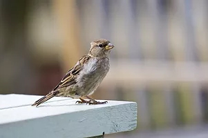 House Sparrow House Sparrow