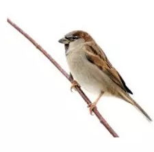 Sparrow Sparrow
