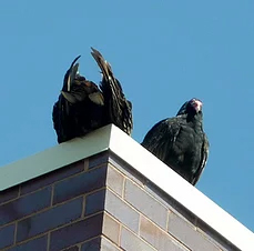 Turkey Vultures