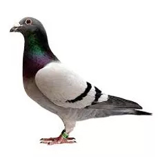 Pigeon