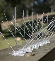 Bird Spikes