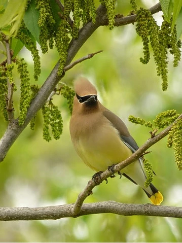 Bird Window Collisions Bird Window Collisions