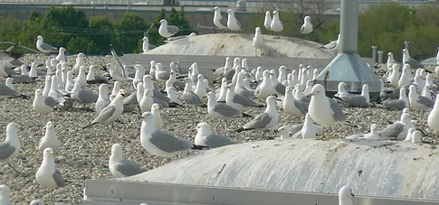 Gull Egg Depredation