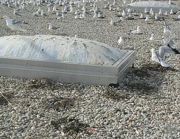 Gull Nest Removals Chicago Suburbs Gull Nest Removals Chicago Suburbs