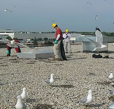 Gull egg depredation services chicago