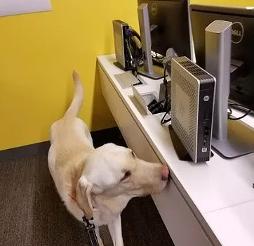 K9 Bed Bug Inspections K9 Bed Bug Inspections