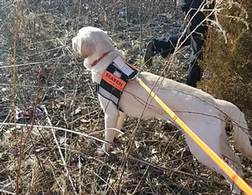 Linq k9 pipeline leak detection Linq k9 pipeline leak detection