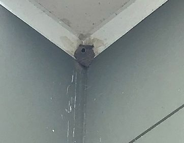 Pest Bird Nest Removal Services Pest Bird Nest Removal Services