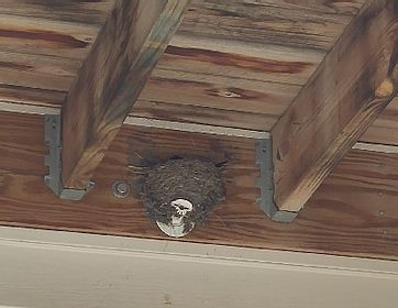 Pest Bird Nest Removal Services Pest Bird Nest Removal Services