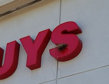 Pest Bird Nest Removal Services Pest Bird Nest Removal Services