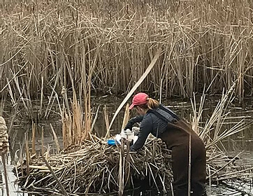 Goose Nest Search