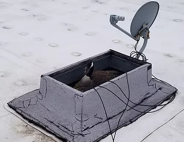 Goose Nesting On Roof Goose Nesting On Roof