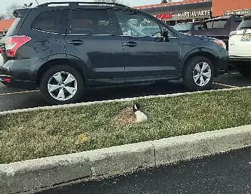 Goose Nesting Retail Parking Lot