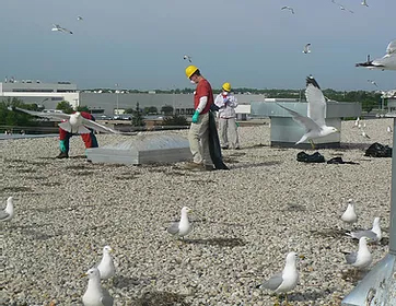 Gull Egg Depredation Services Chicago Gull Ggg Depredation Services Chicago