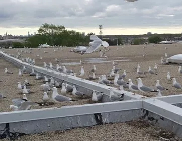 Gull Nest Management Chicagoland Gull Nest Management Chicagoland