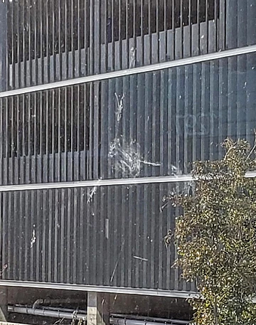 Preventing Window Collisions & Death Of Migratory Birds