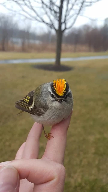 Preventing Window Collisions & Death Of Migratory Birds