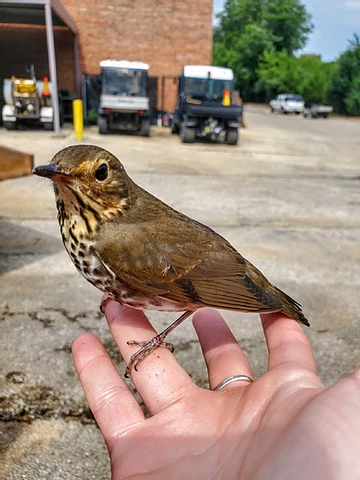 Preventing Window Collisions & Death Of Migratory Birds