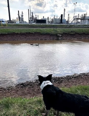 Oil refinery bird control wildlife Oil refinery bird control wildlife