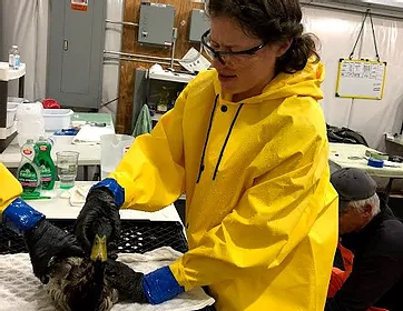 Oil refinery wildlife rescue consulting Oil refinery wildlife rescue consulting