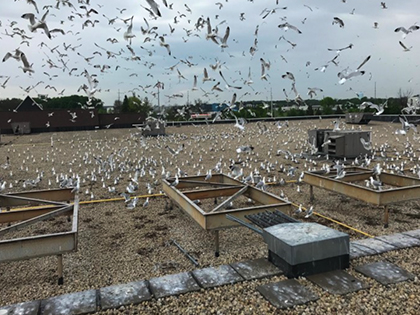 Sheboygan Gull Control Case Study