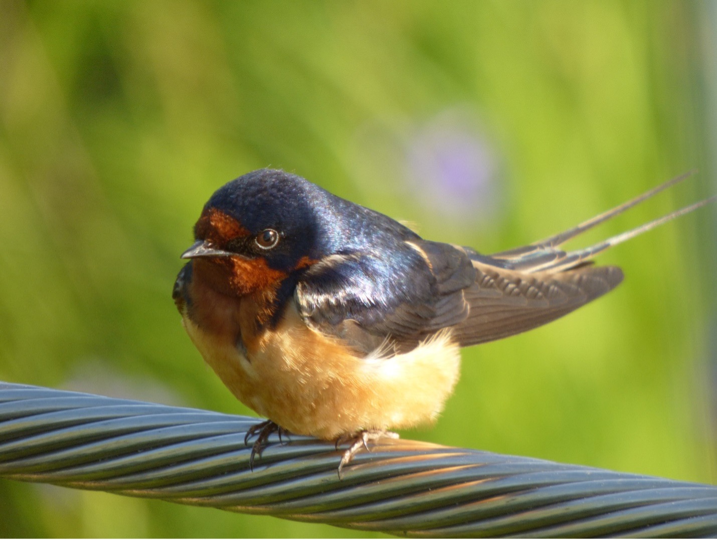 Barn Swallow Barn Swallow