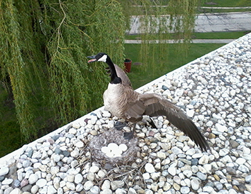 Geese Pest Bird Consulting Geese Pest Bird Consulting