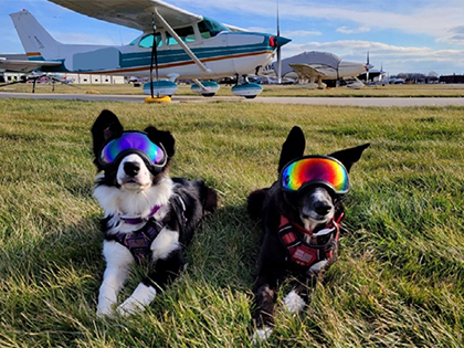 Reduced Canada Geese Presence at Regional Airport through Integrated Wildlife Management Program